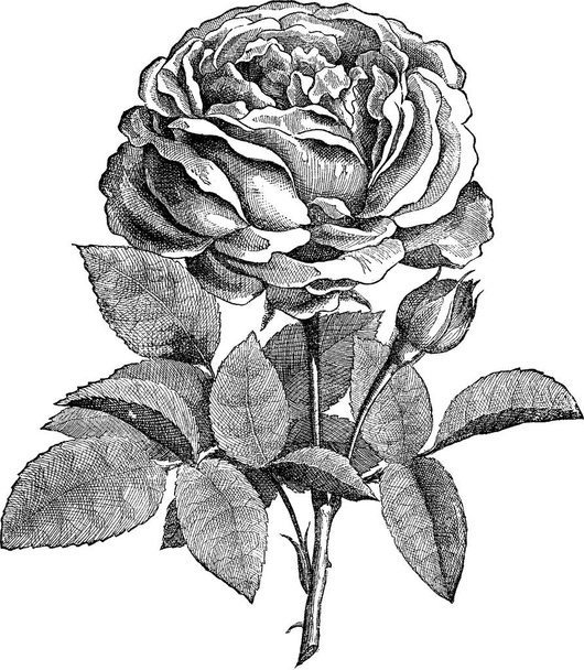 Vintage εικόνα τριαντάφυλλο - Φωτογραφία, εικόνα