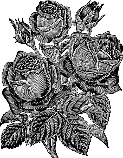 Retro obrázek růže - Fotografie, Obrázek