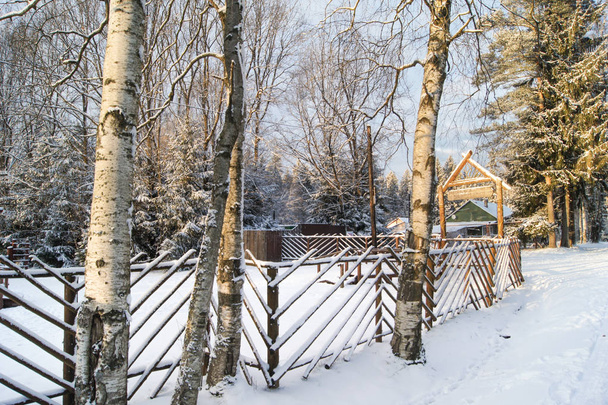 The trunks of birch trees near the fence. - Photo, Image