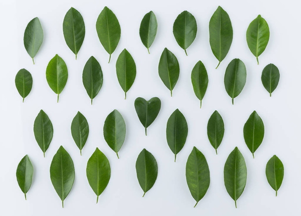 pattern of lemon leaves with heart shape on white background - Fotó, kép