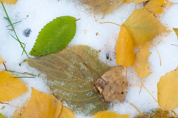 Liście jesienią śniegu. tekstura. Pierwszy spadnie śnieg. Liści brzozy żółta w śniegu - Zdjęcie, obraz