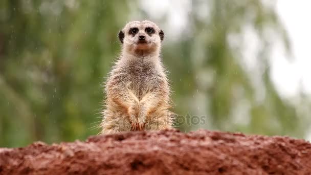 Sweet suricate standing in the rain watching out from a rock - Footage, Video