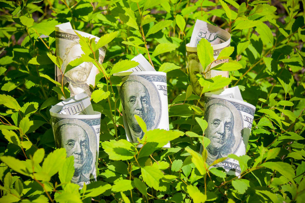 Growing dollars. Selective focus - Photo, Image