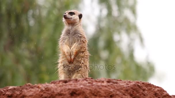 Słodki suricate stojąc w deszczu, oglądając ze skały obserwacji środowiska - Materiał filmowy, wideo