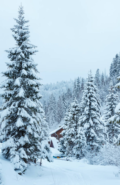 Winter fir forest in Ukrainian Carpathian Mountains.  - Фото, зображення