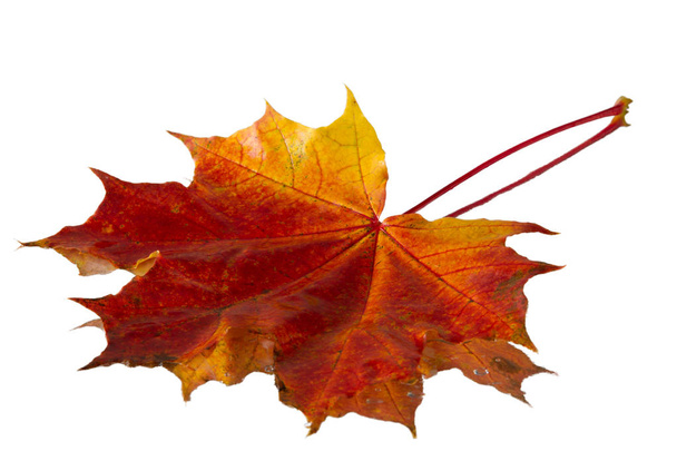 Текстура осенних листьев. Фотография в осеннем парке
 - Фото, изображение