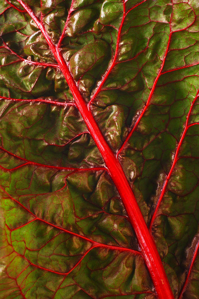 Beet leaf texture.  Leaf beet vitamin pantry. Ingredient for salad - Foto, Imagen