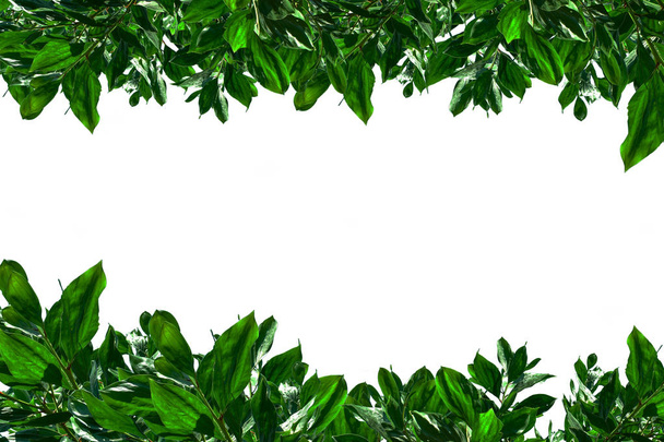 Green leaves isolated on the white. - Photo, Image