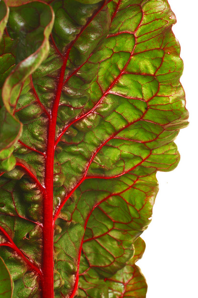 Beet leaf texture.  Leaf beet vitamin pantry. Ingredient for salad - Zdjęcie, obraz