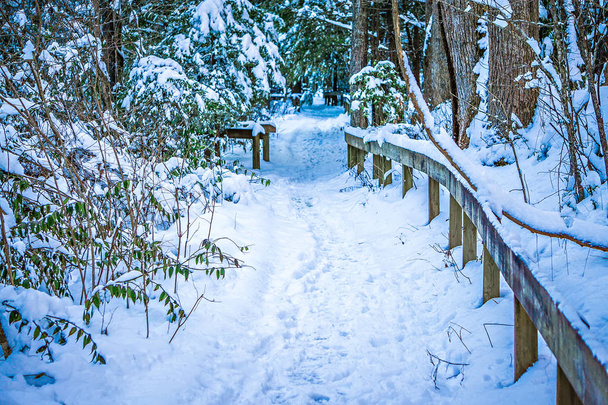 pokryte śniegiem drogi piesze wycieczki w lesie - Zdjęcie, obraz