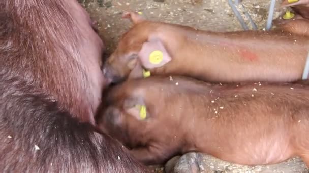zeug en sucking varkens op vee boerderij. varkenshouderij - Video