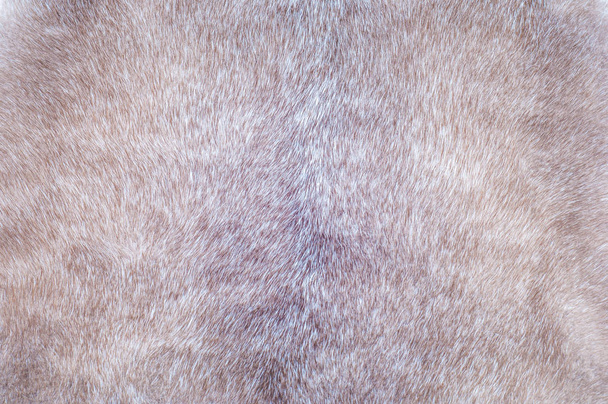 Норковая текстура меха. Норковая шуба, сфотографированная в студии
 - Фото, изображение