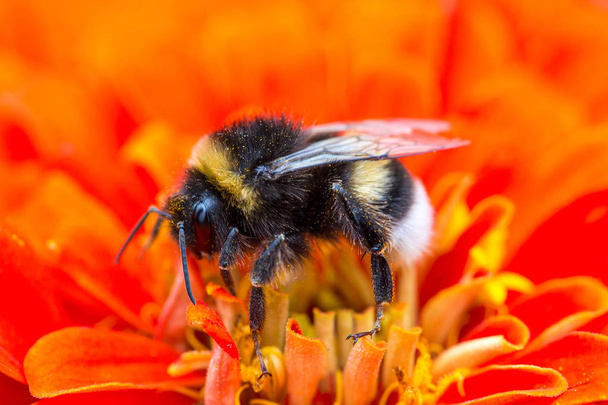 abelha na flor vermelha, macro tiro
 - Foto, Imagem