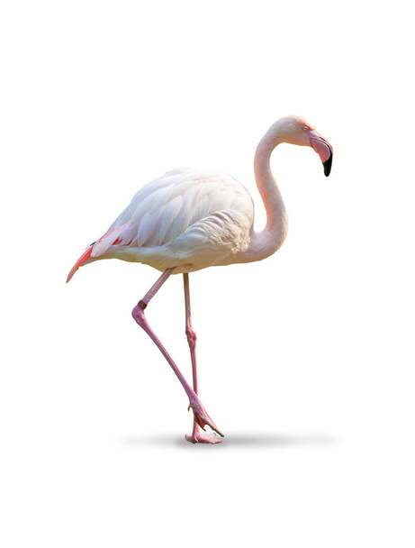Flamingo - witte achtergrond - Foto, afbeelding