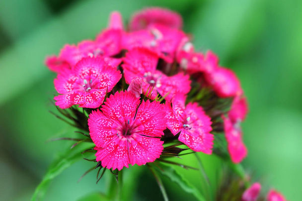 Sweet william kwiat kwitnąć (Dianthus barbatus) - Zdjęcie, obraz