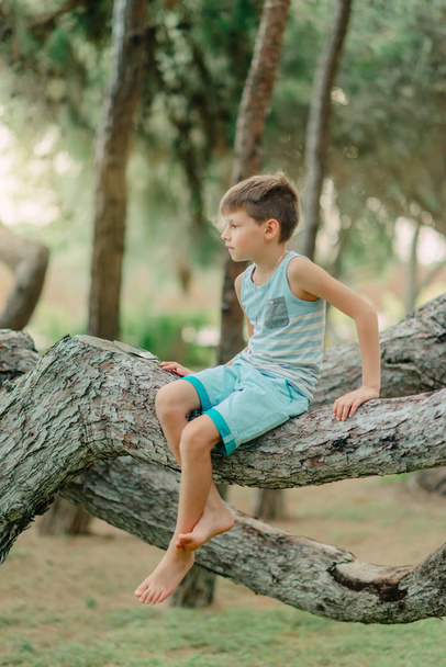Boy sitting on a tree - Фото, зображення