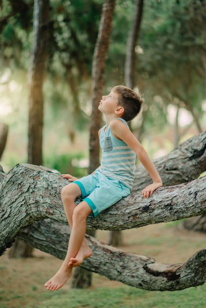 Boy sitting on a tree - Foto, Imagem