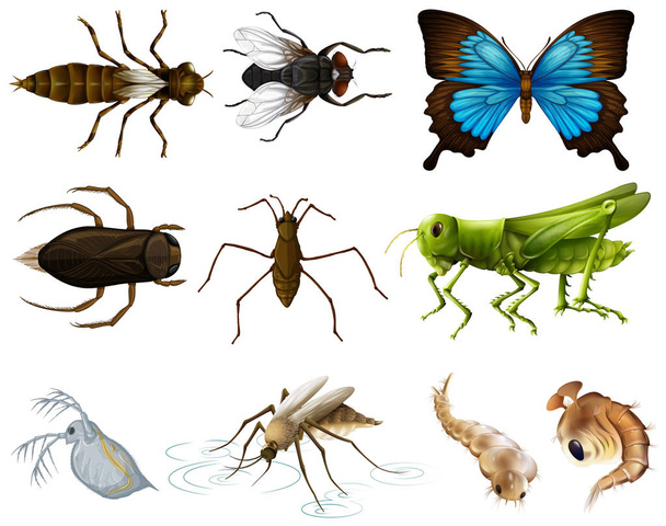 Insects set on white background - Vector, Image