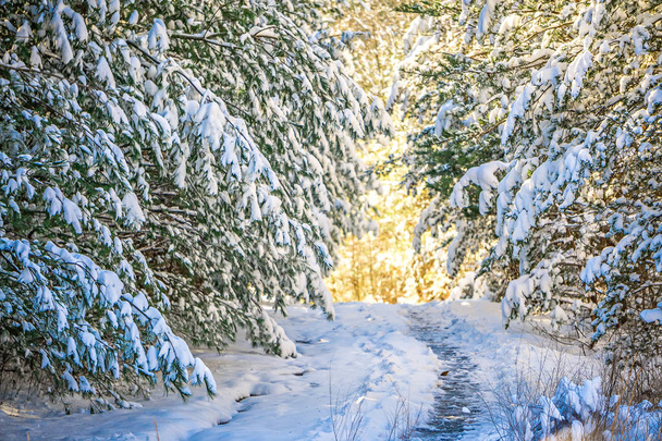 森の中の雪に覆われたハイキング パス - 写真・画像