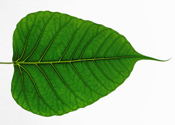 Textura de hoja verde Hojas de Bo sobre fondo blanco
 - Foto, Imagen