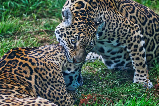 zwei Leoparden spielen Kampf - Foto, Bild