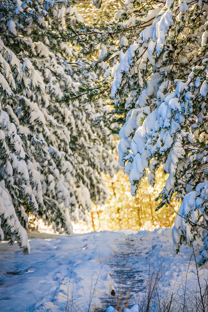 besneeuwde wandelpad in het bos - Foto, afbeelding