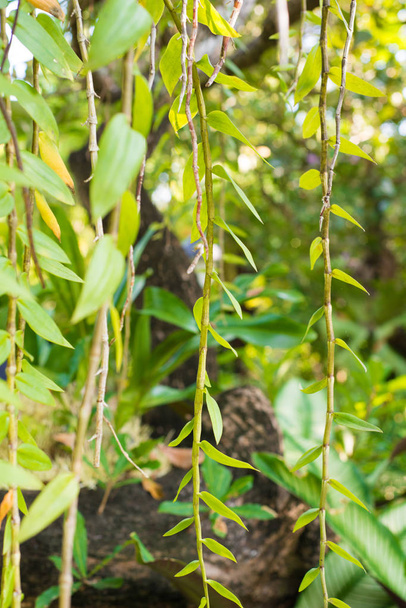 Las hojas cerradas de la orquídea cuelgan en el árbol
 - Foto, imagen