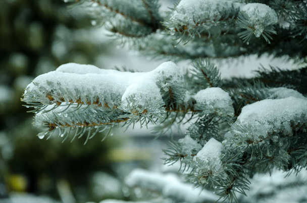 Branche de sapin couverte de glace et de neige
 - Photo, image