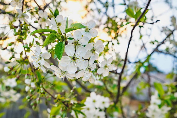 Flowers of the cherry blossoms on a spring day - Photo, Image