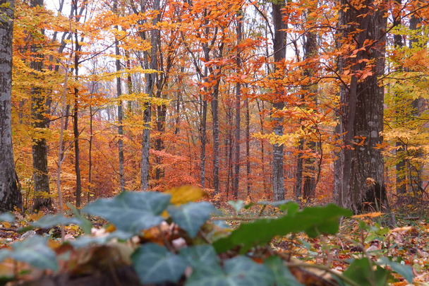 Sonbaharda kayın ormanı - Fotoğraf, Görsel