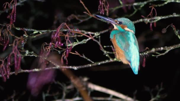 Kingfisher (Alcedo atthis) perched on branch at night - Footage, Video