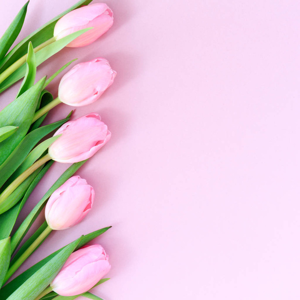 Pink tulips on the pink background. Flat lay, top view.  Valenti - Zdjęcie, obraz
