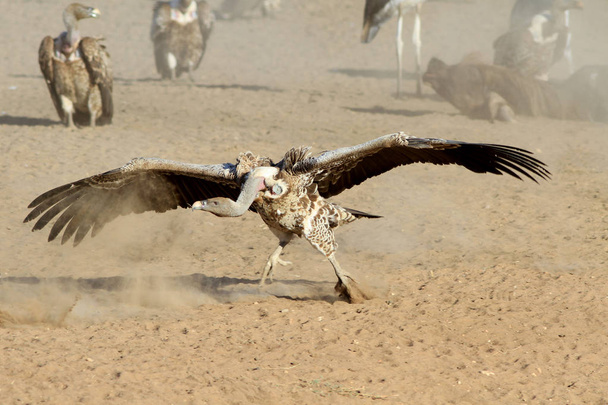 The adult griffon vulture - Photo, Image