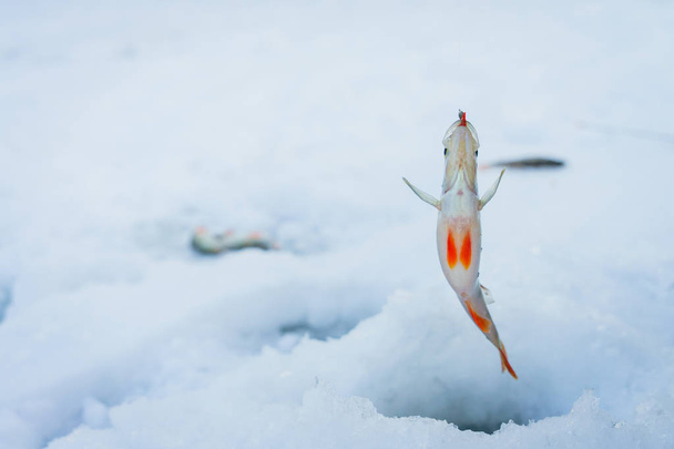 peces en la nieve - Foto, Imagen