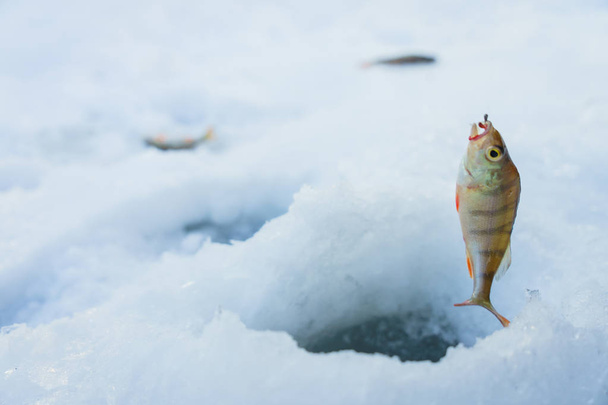 Fish in the snow - Photo, Image