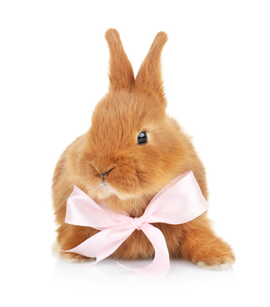 Cute funny rabbit with bow  - Фото, изображение