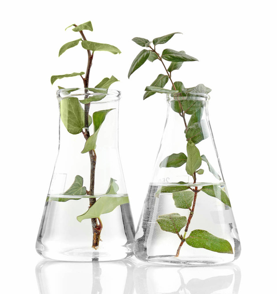 Plants in flasks on white - Photo, Image