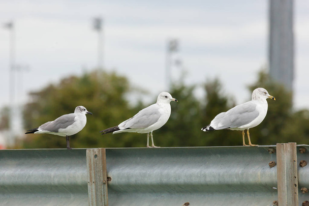 Sea Gulls on Guardrail - Photo, Image