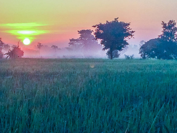Piękny widok z ryżu niełuskanego pole podczas sunrise, pochmurno i niebieski niebo rano - Zdjęcie, obraz
