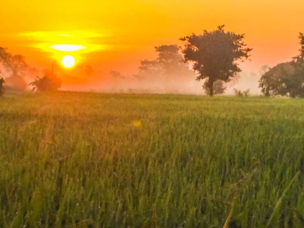 Όμορφη θέα τομέα του ρυζιού paddy κατά την Ανατολή του ηλίου, συννεφιά και μπλε ουρανός το πρωί - Φωτογραφία, εικόνα