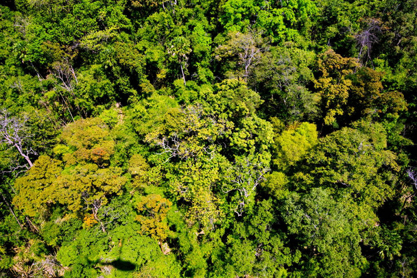 letecký pohled na les - Fotografie, Obrázek