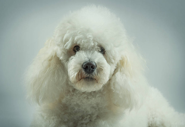 White poodle posing - 写真・画像