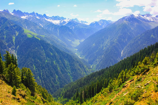 horské údolí zahrnuty borový les - Fotografie, Obrázek