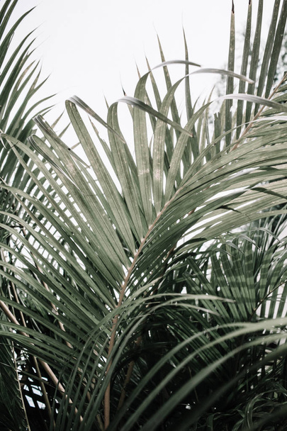 Tropical palm branches - Photo, Image
