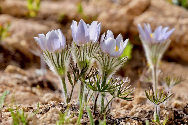 Alpine blue Anemones in Rocky Mountains.  - Photo, Image