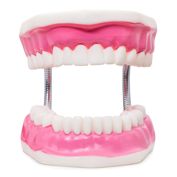 Υπερμεγέθη ανθρώπινα δόντια πρόσθεσης - Φωτογραφία, εικόνα