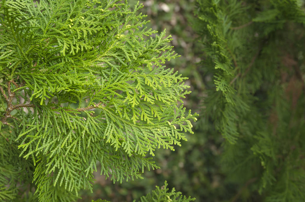 Thuja Orientalis, fondo de hojas de pino
 - Foto, imagen