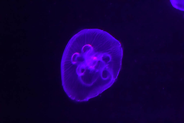 Beautiful purple jellyfish glowing in the dark background.  - Foto, Bild