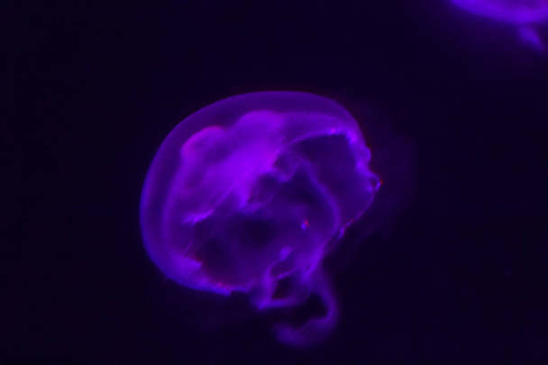 Beautiful purple jellyfish glowing in the dark background.  - Fotó, kép