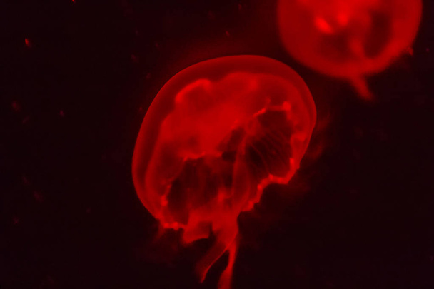 Medusa rossa incandescente sullo sfondo scuro
.  - Foto, immagini